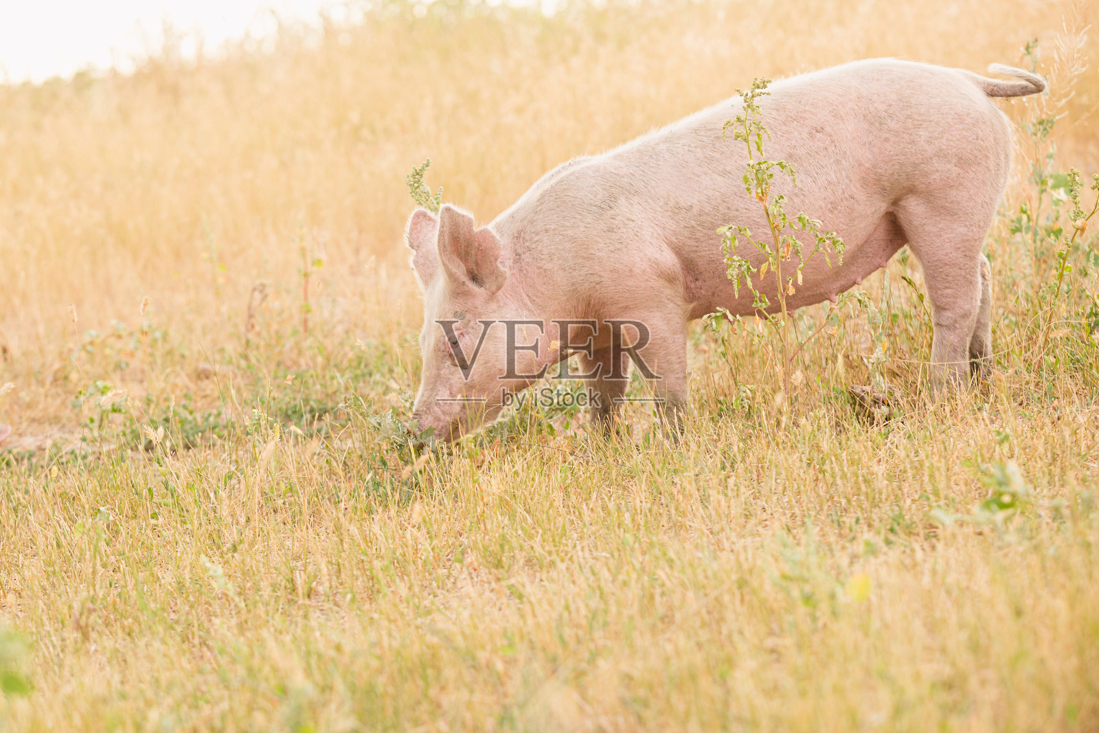 粉红猪嗅场照片摄影图片
