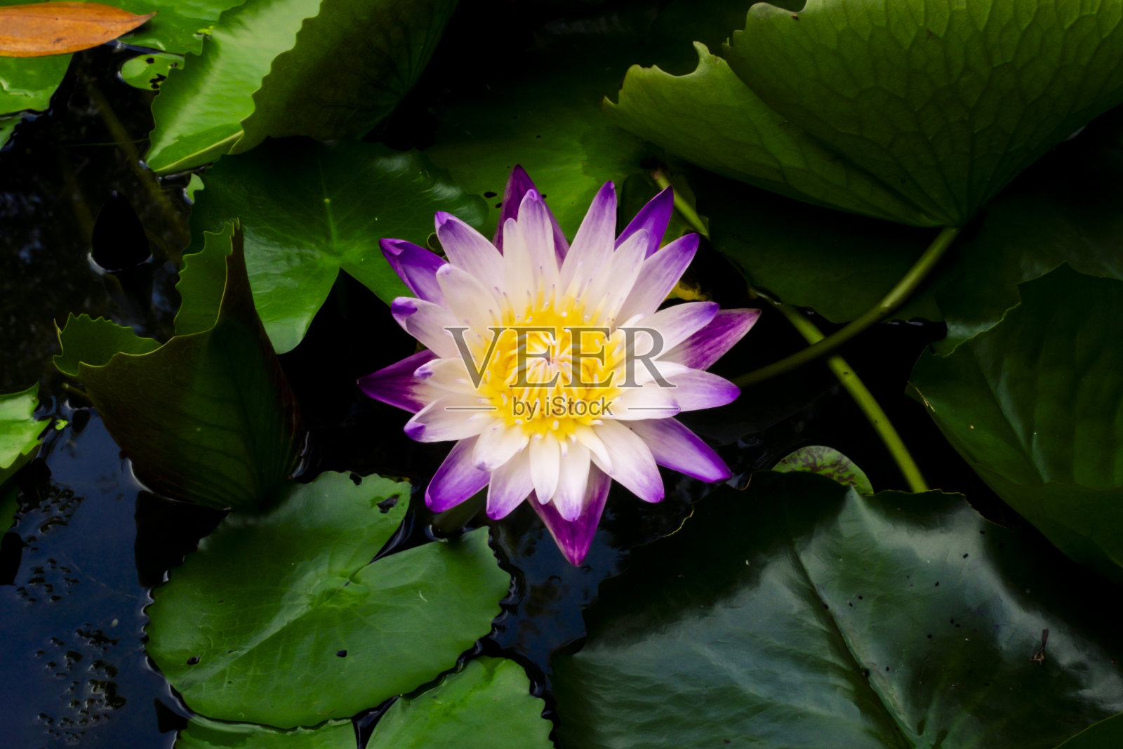 美丽的紫色睡莲或荷花在池塘暗绿色的背景照片摄影图片