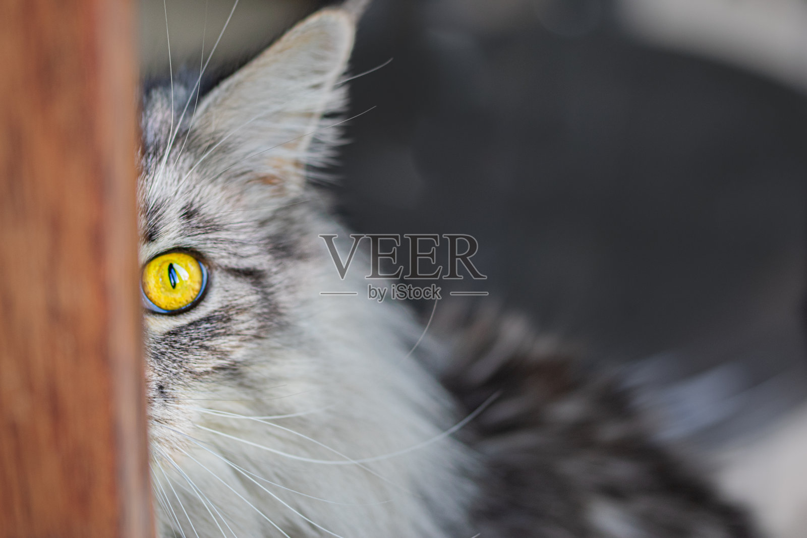 缅因库恩猫。照片摄影图片