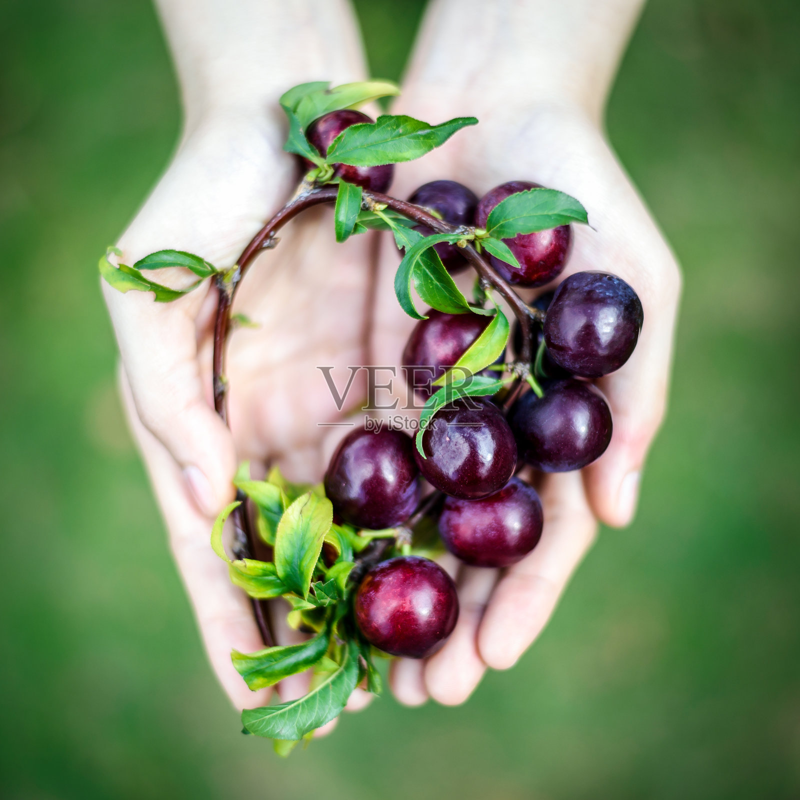 果园里,女人手握着从树枝上摘下来的成熟的红梅果实照片摄影图片