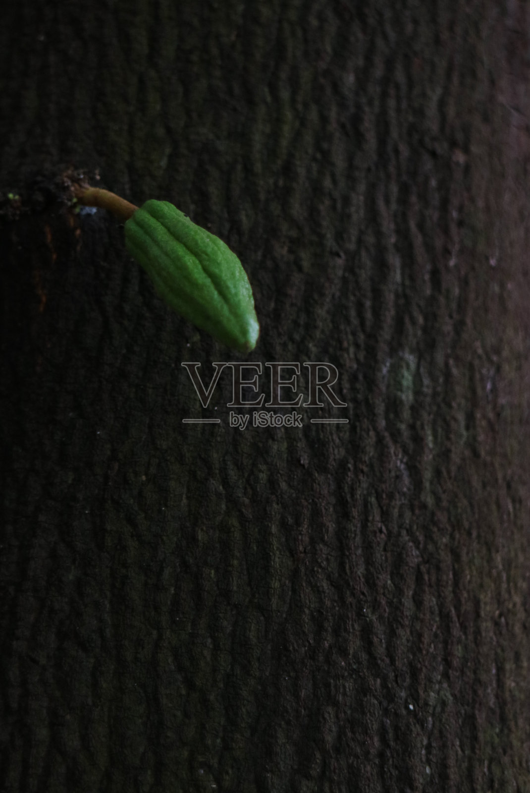 花可可近距离在花园里。照片摄影图片