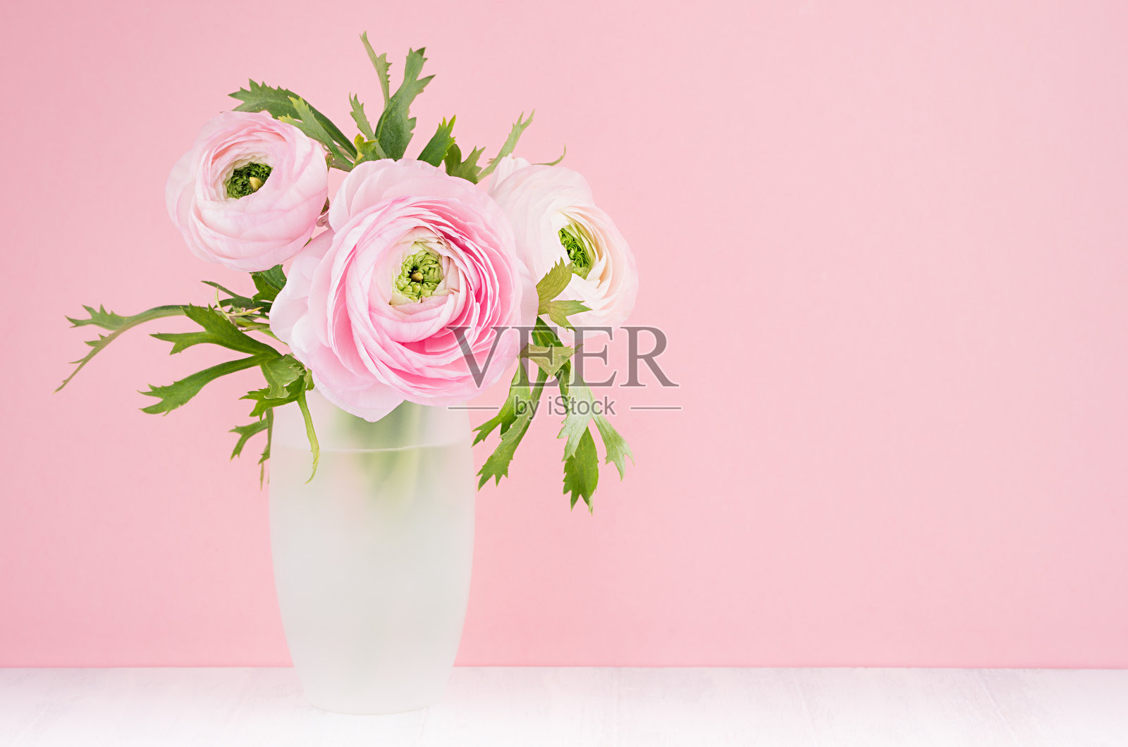 粉红色的毛茛花和绿色的叶子在现代的磨砂白色花瓶在柔和的灯光柔和的背景和白色的木桌,复制空间。照片摄影图片