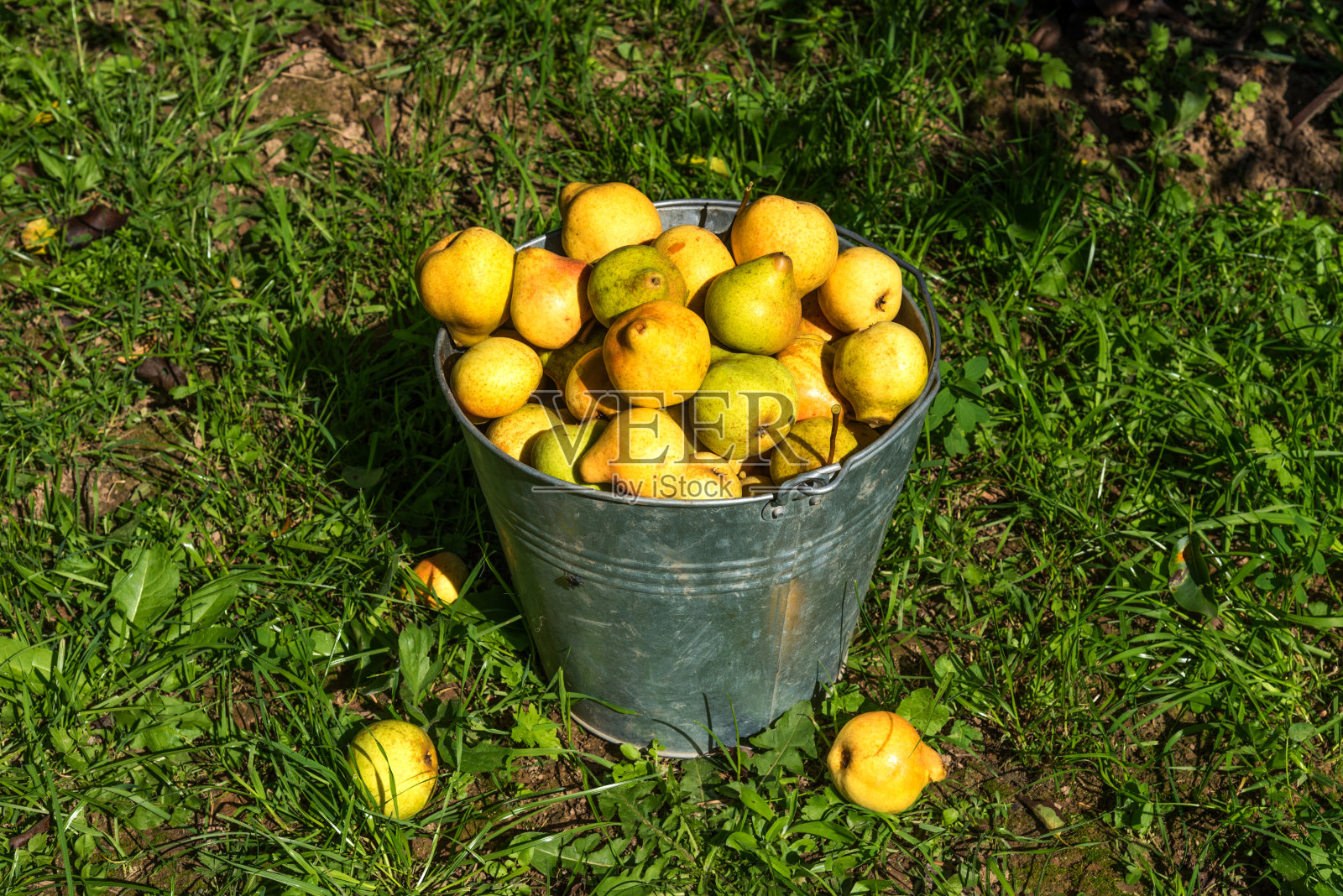 熟透的黄梨在花园里的桶里。照片摄影图片