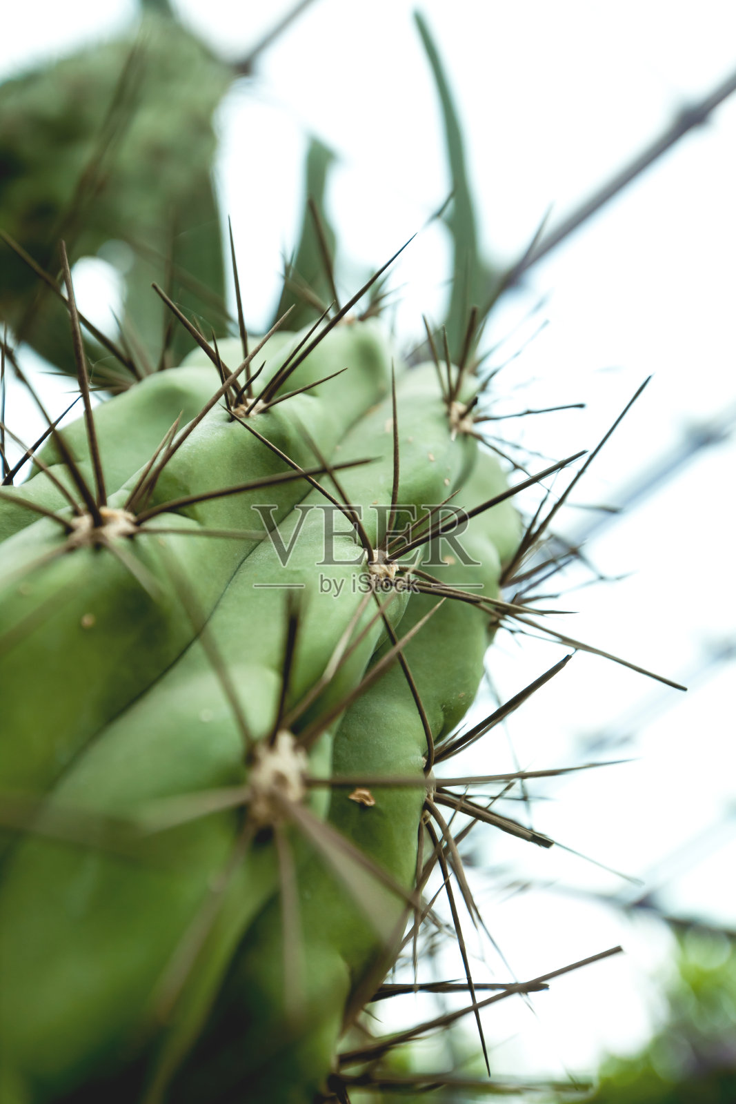 仙人掌的大刺照片摄影图片