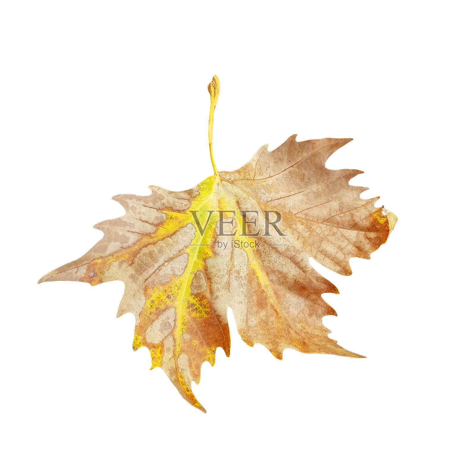 梧桐树的叶子为秋天的背景孤立照片摄影图片