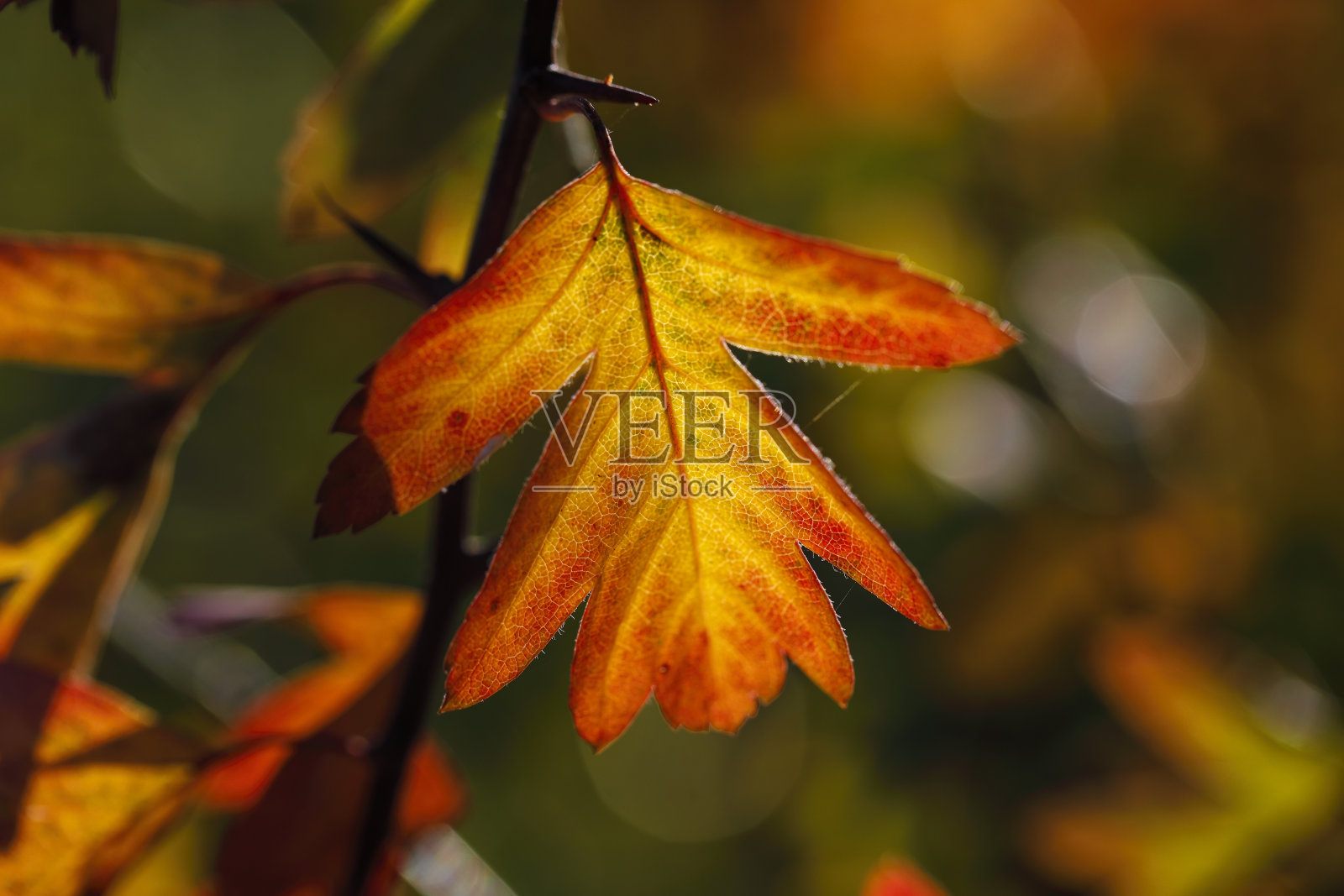 秋天红色的山楂叶照片摄影图片