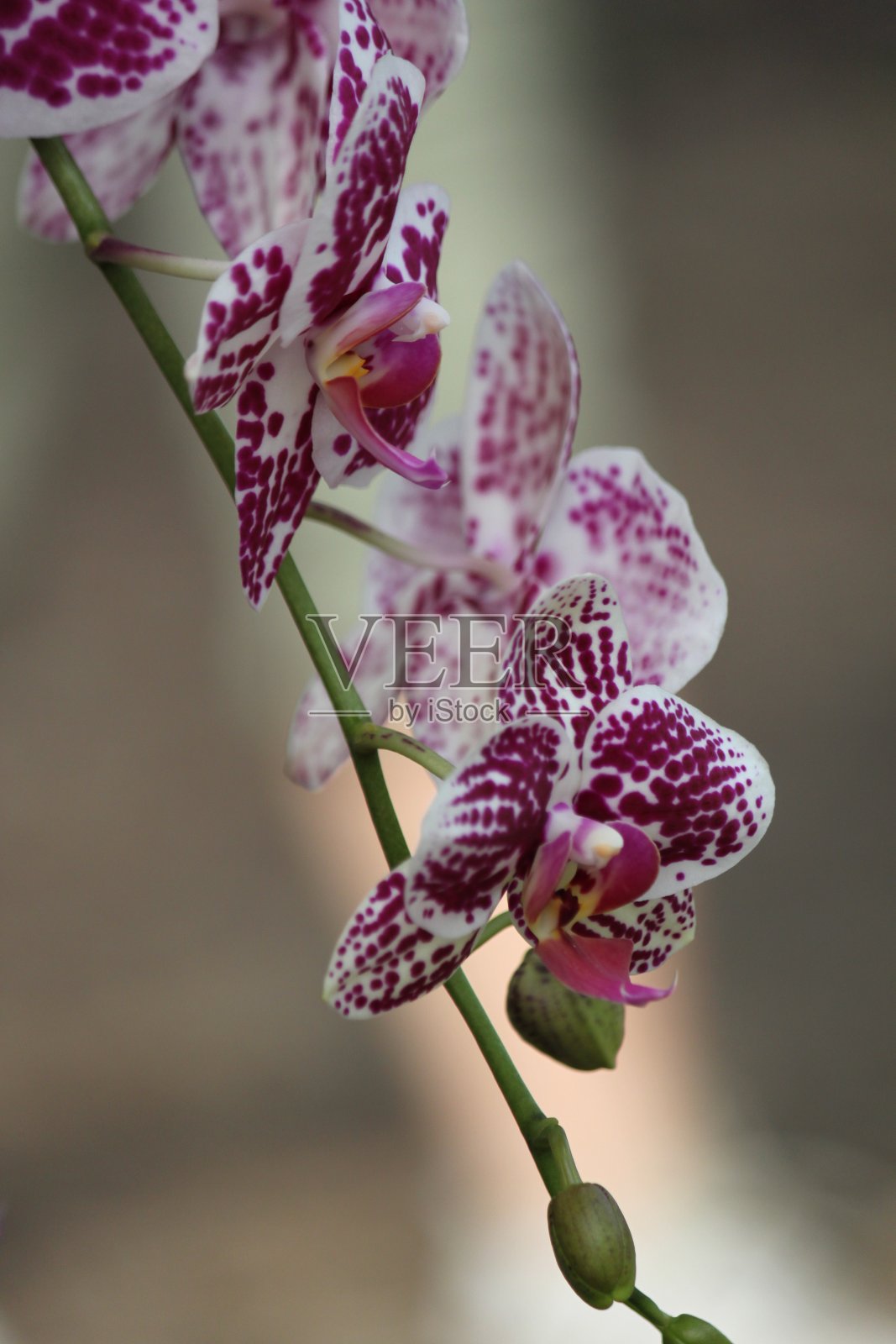 兰花的花照片摄影图片