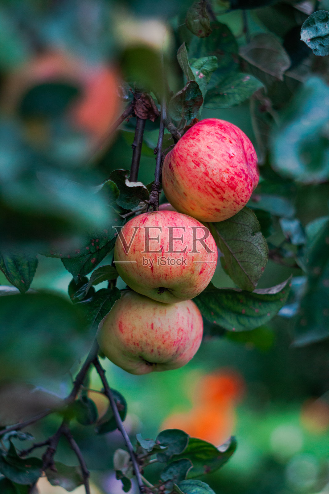 收获的红苹果挂在树枝上照片摄影图片