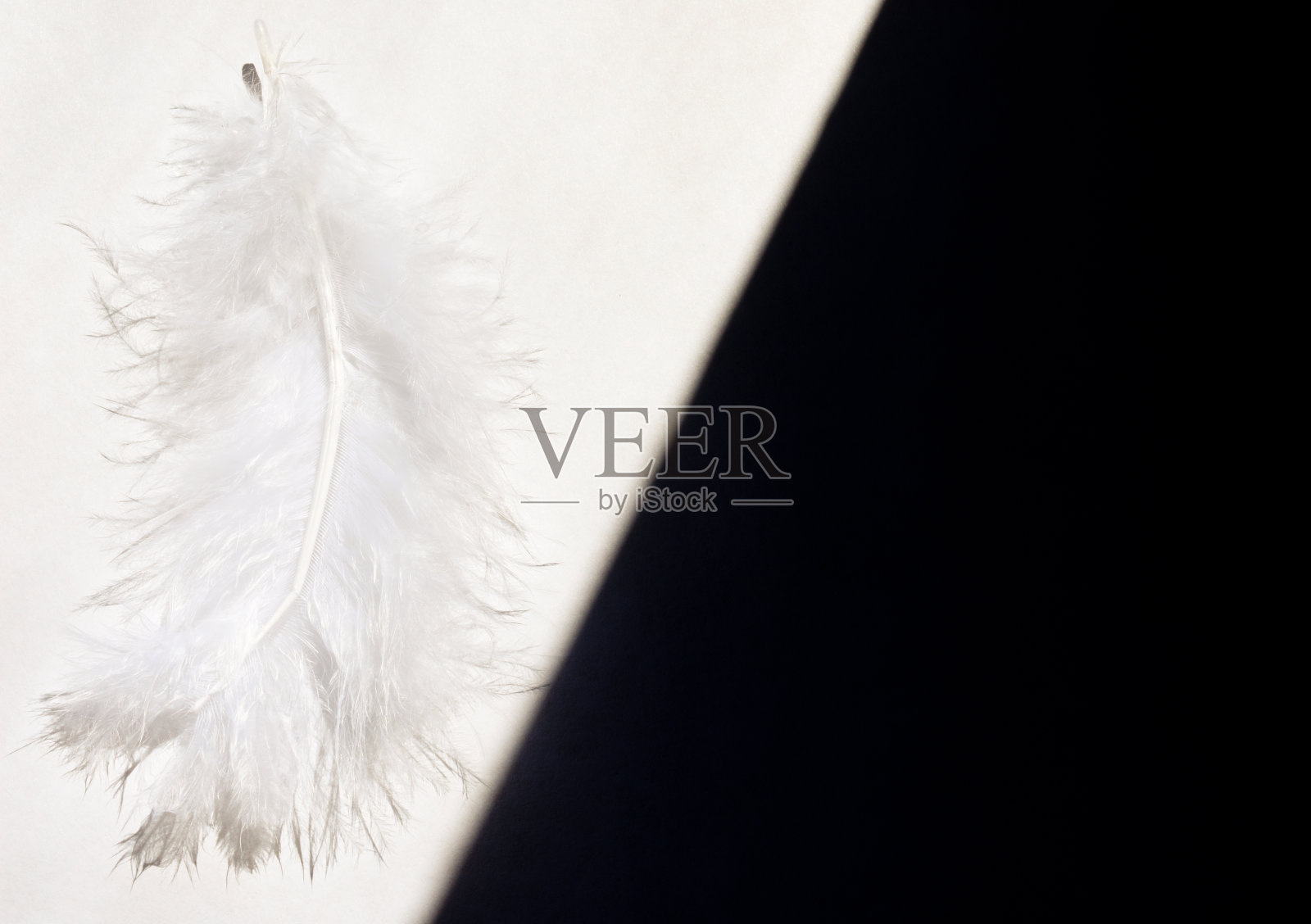 白色羽毛在阳光下的白色背景上相对于黑色背景照片摄影图片
