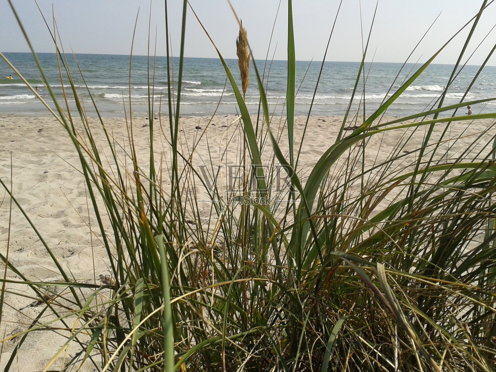 海滩上的马兰草照片摄影图片