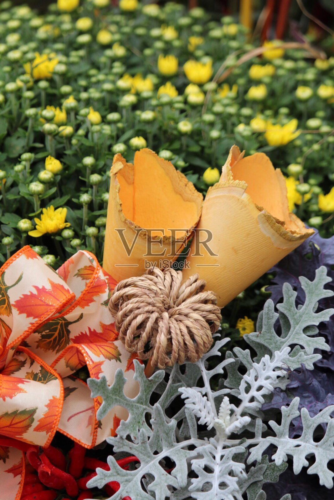 感恩节照片摄影图片