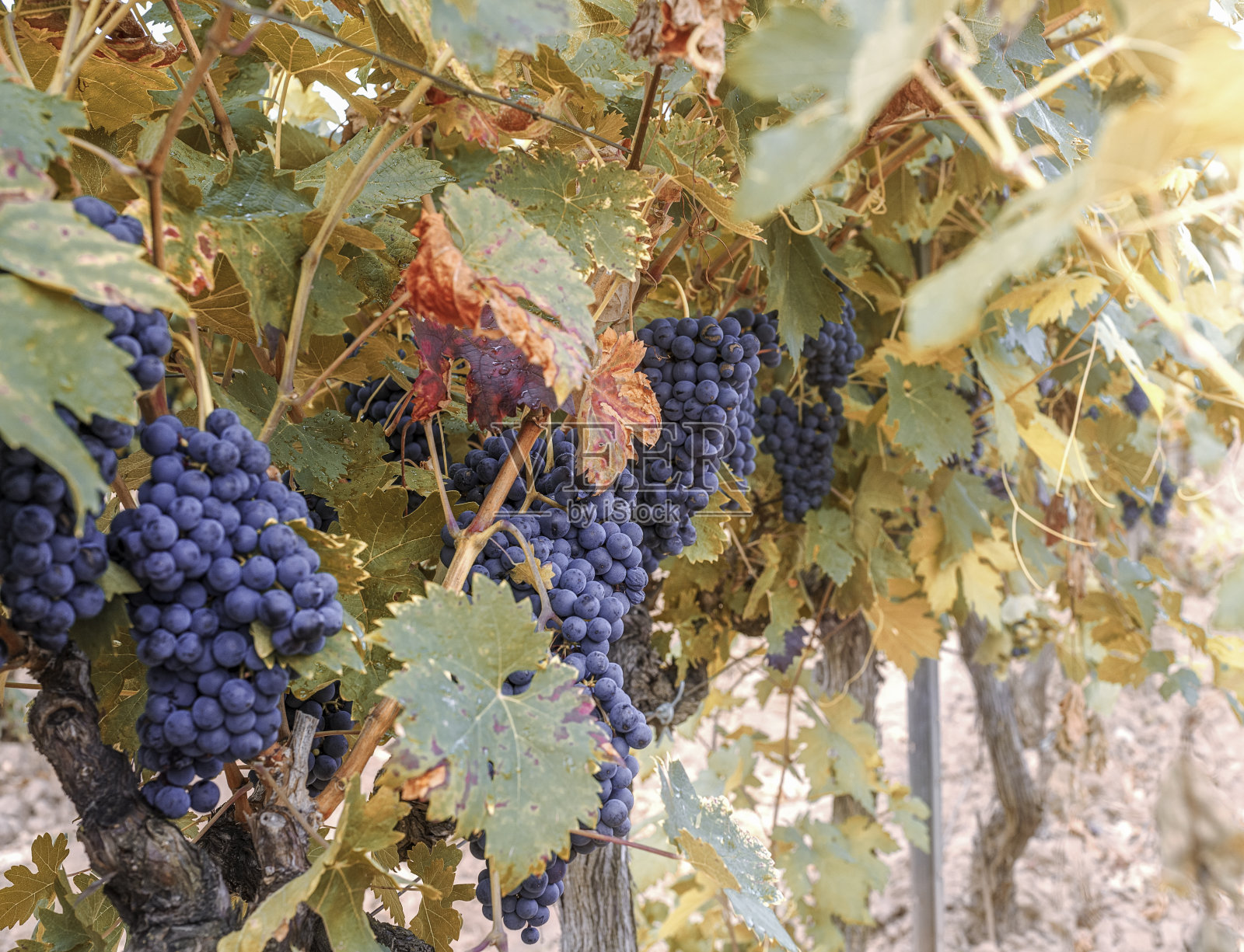 美丽的近距离与秋天的葡萄果实日出照片摄影图片