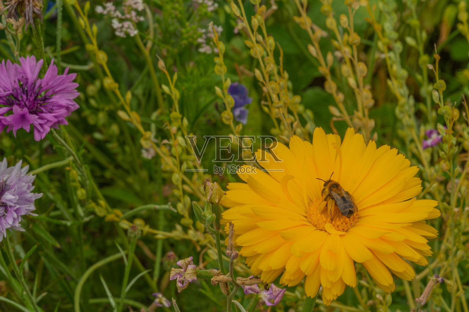 一朵黄花在草地上为昆虫和蜜蜂照片摄影图片