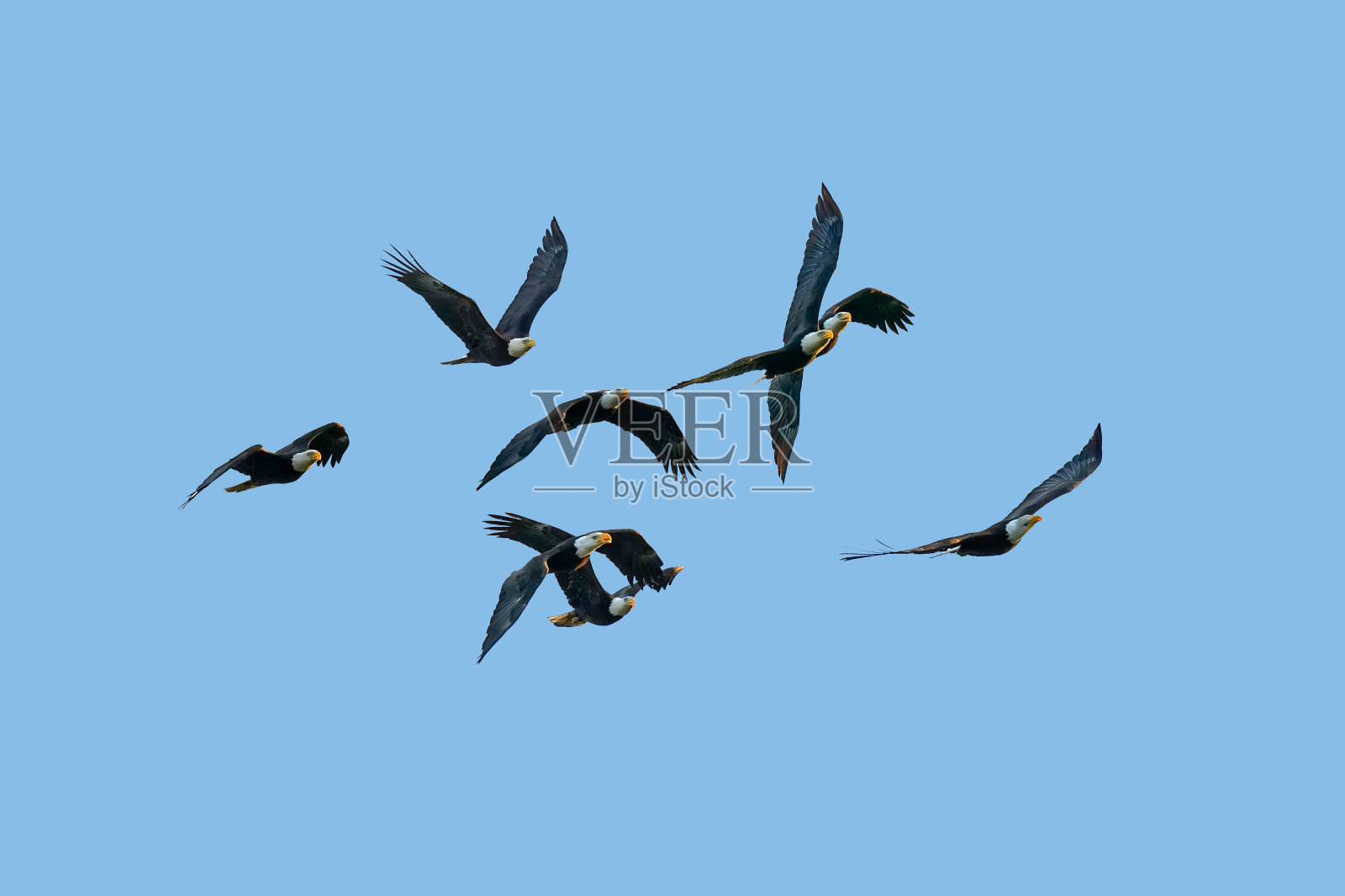 一群秃鹰在蓝天飞翔照片摄影图片