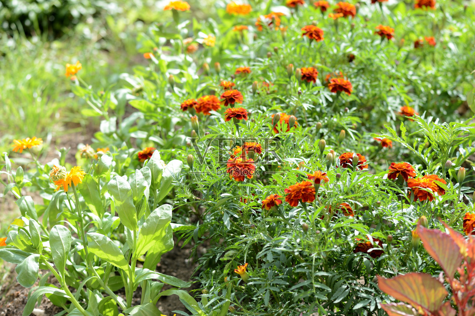 美丽明亮的金盏花在一个夏天的阳光灿烂的日子照片摄影图片