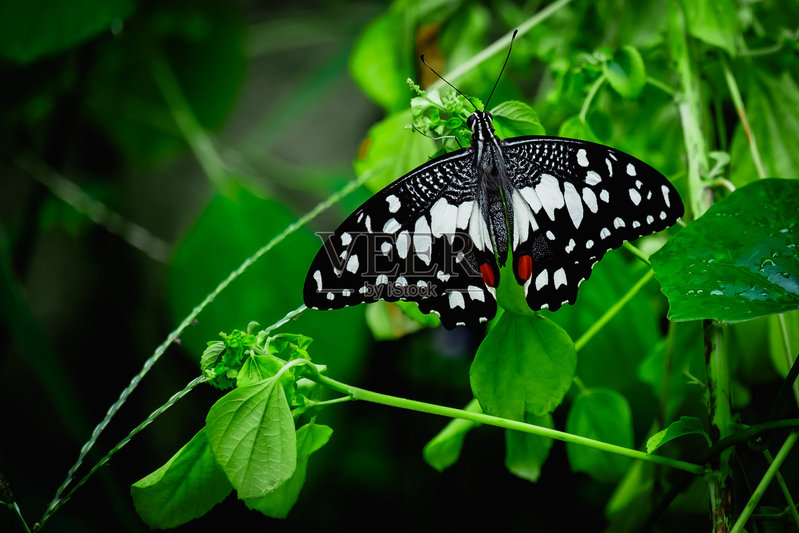 绿叶上的一只黑蝴蝶照片摄影图片