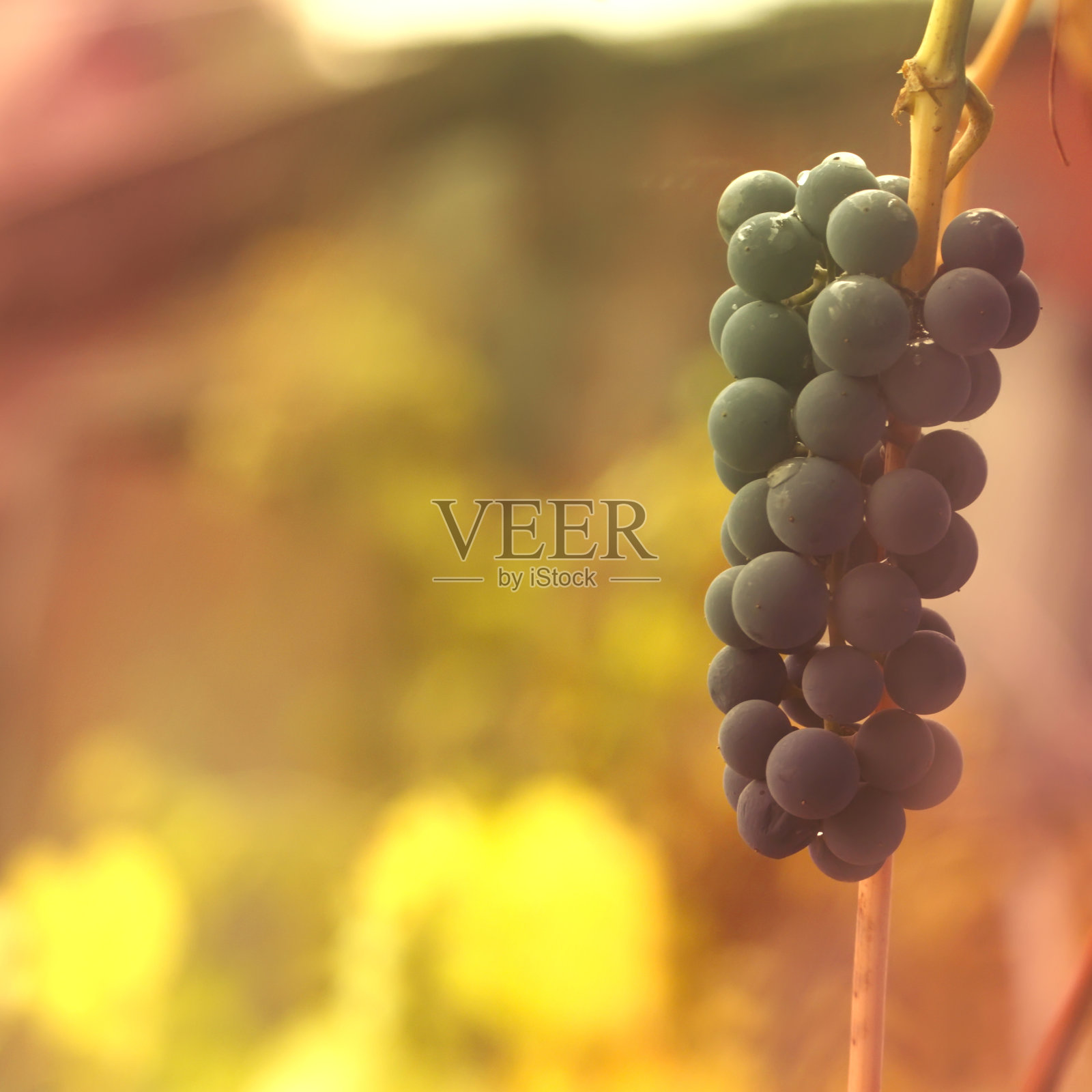 温柔的秋色背景上挂着一枝蓝色的葡萄照片摄影图片