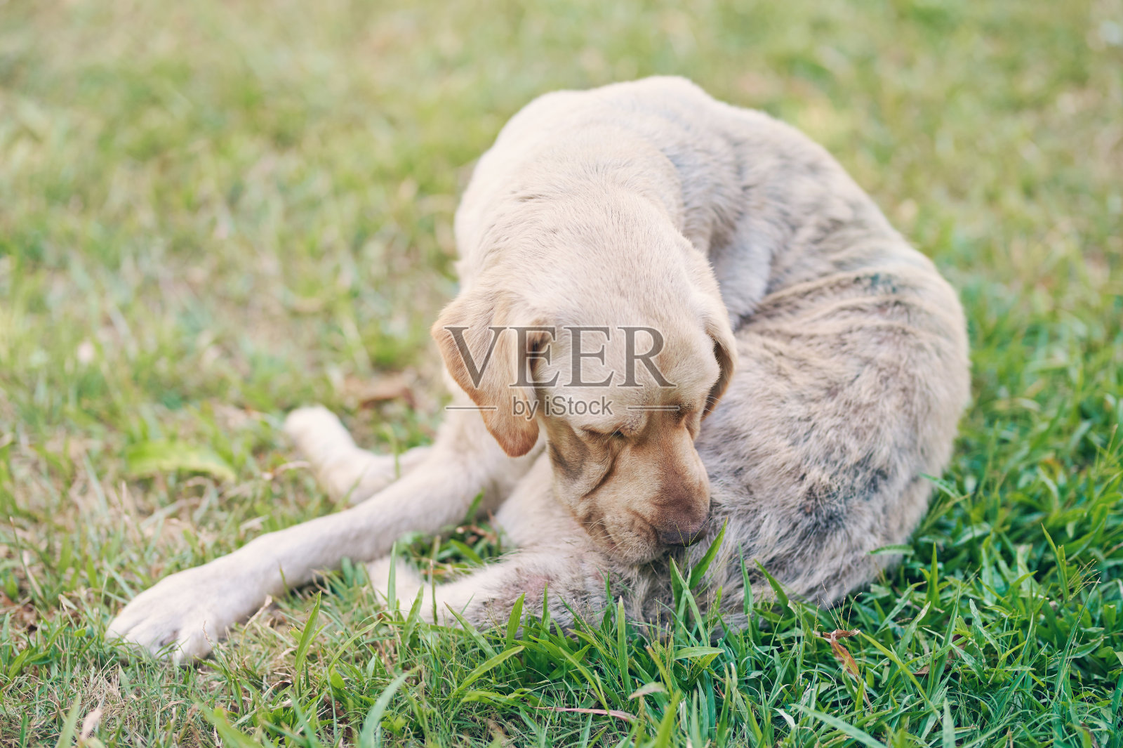 拉布拉多犬在清理皮毛照片摄影图片