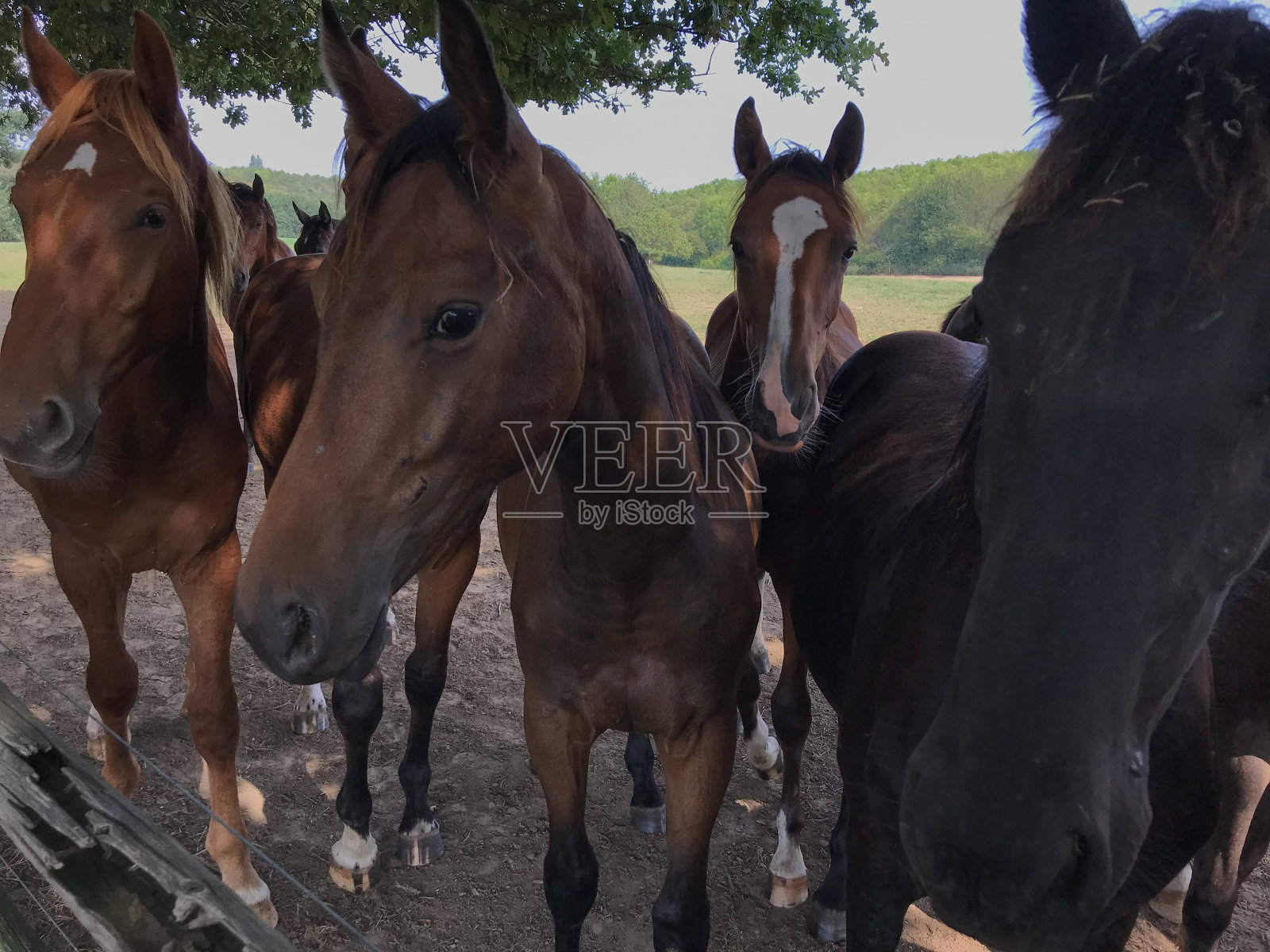 夏天马照片摄影图片
