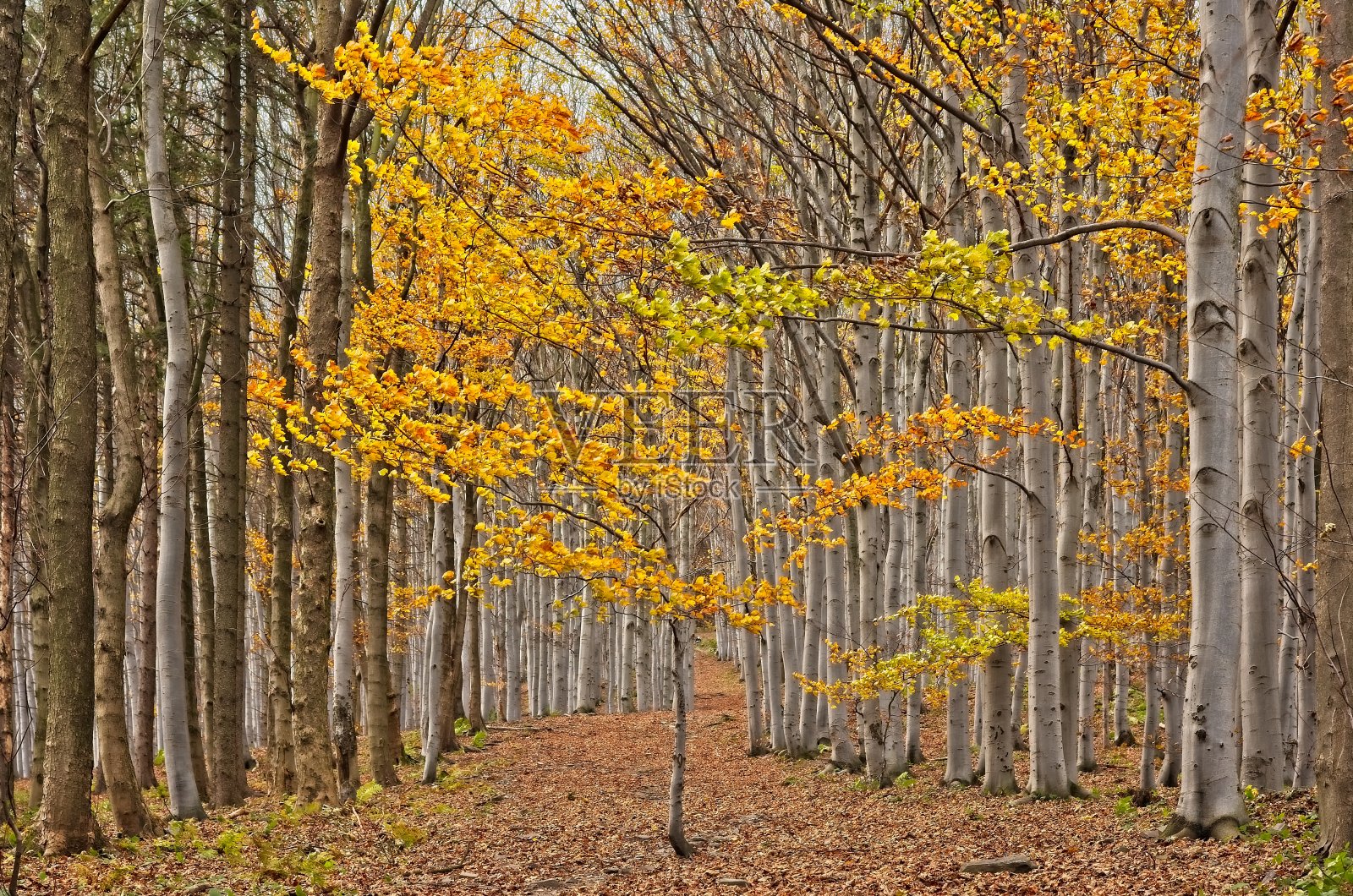 秋林中的小径照片摄影图片