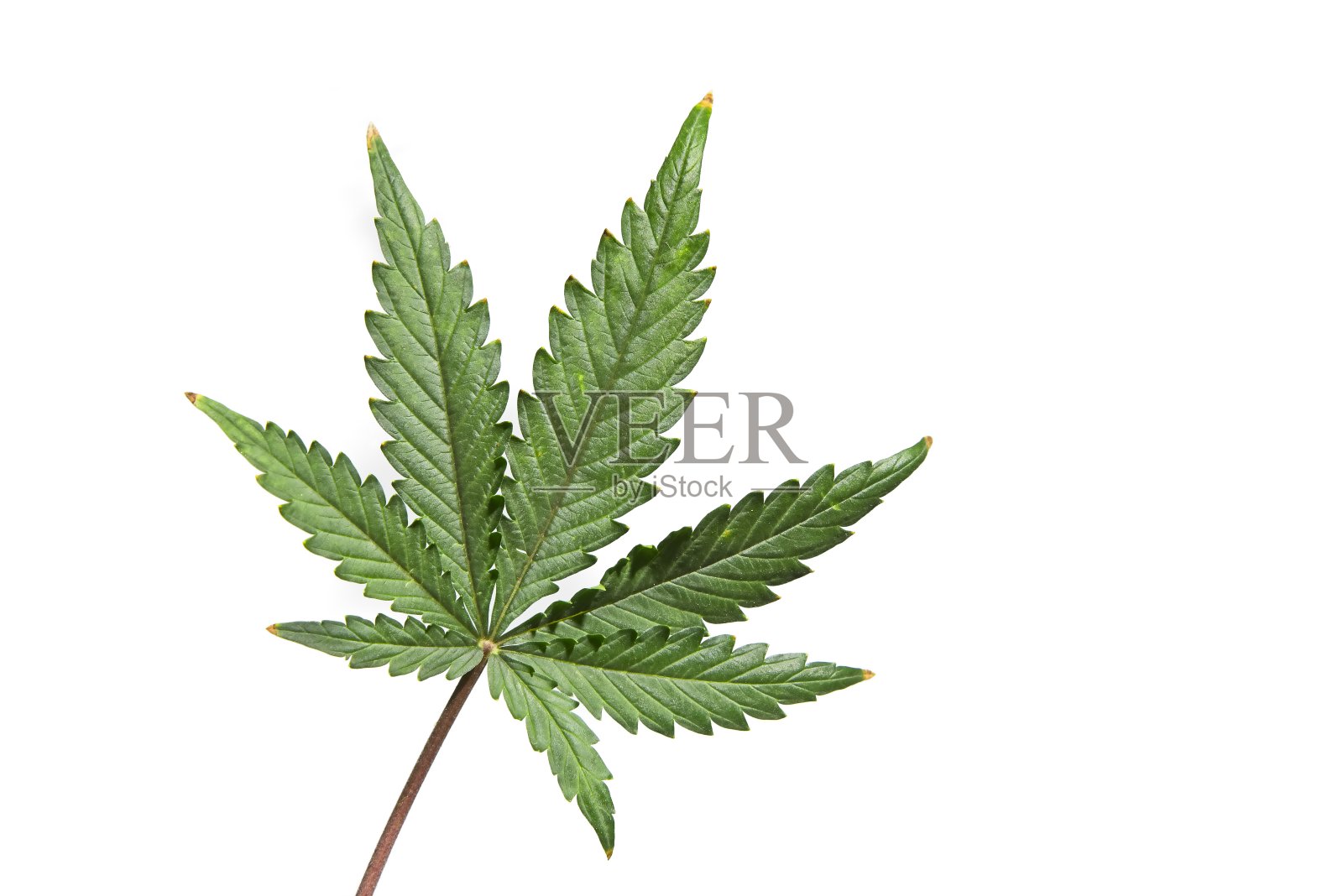 白色叶子上的绿色大麻叶子照片摄影图片