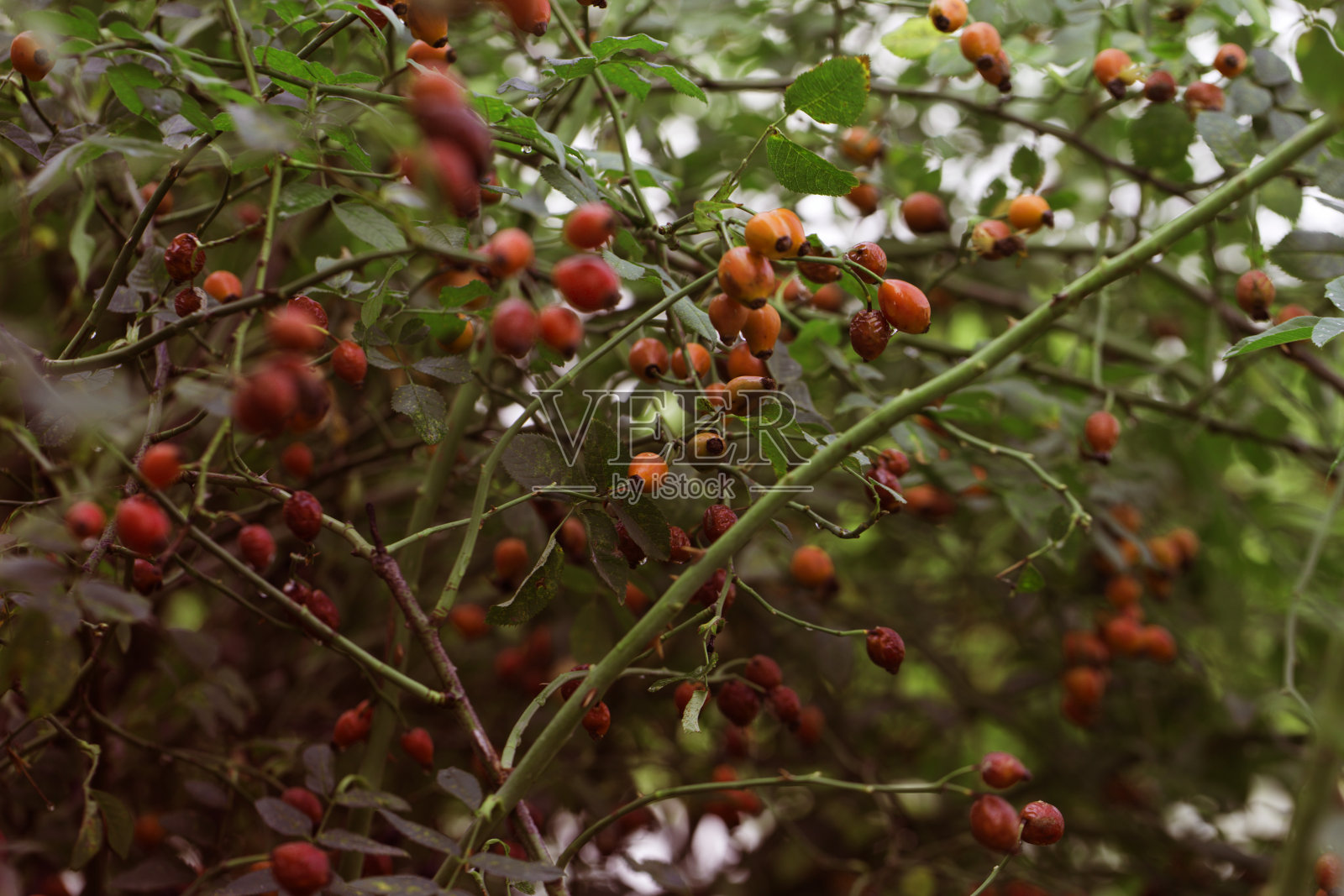 狗玫瑰浆果的特写。狗玫瑰果实(狗蔷薇)。野生的玫瑰。秋天的狗玫瑰浆果特写。狗玫瑰果实或狗蔷薇。照片摄影图片