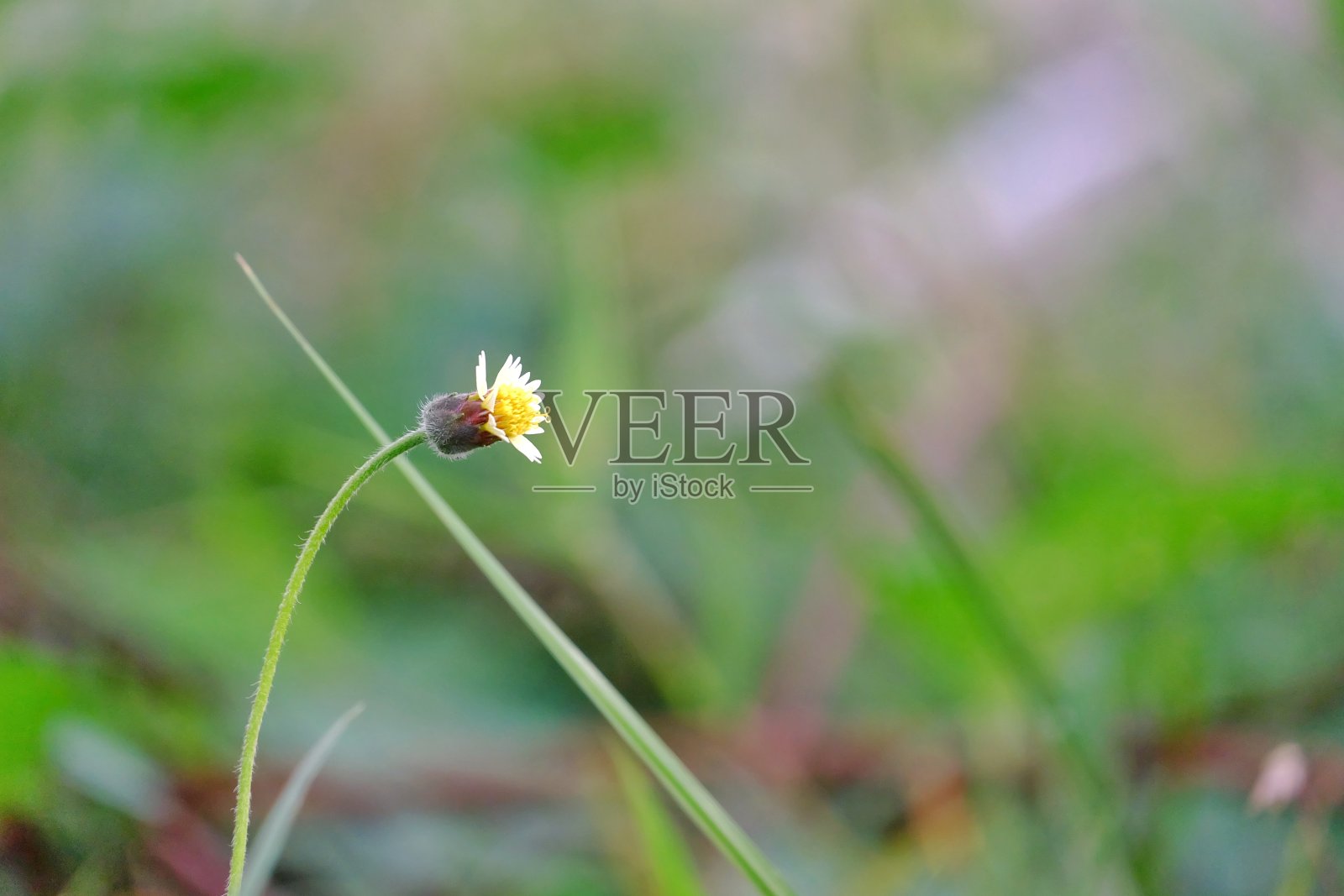 近距离观察一株盛开在绿色田野中的小野草照片摄影图片