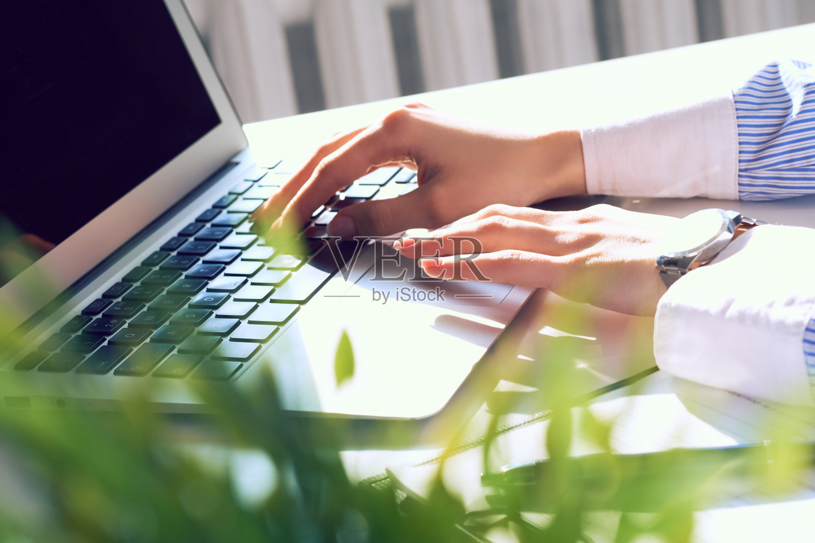 女性的手在笔记本电脑上工作,在光线背景的特写。从绿色的花后面看。照片摄影图片