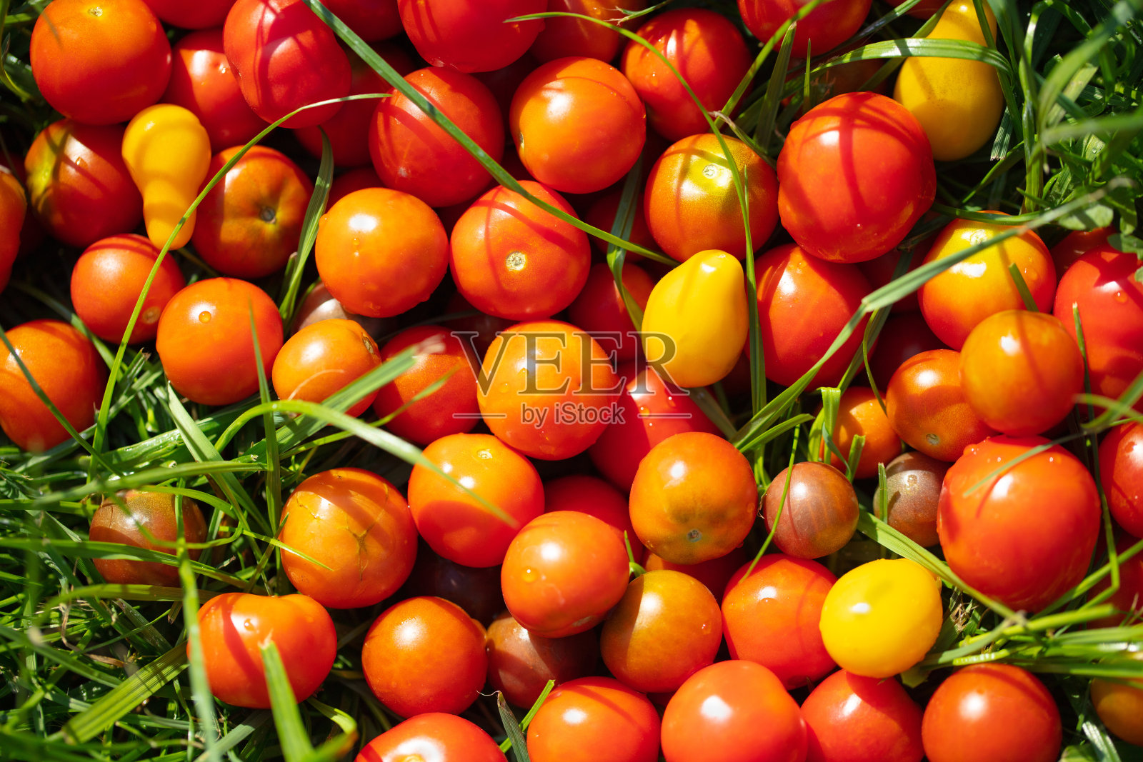 绿色草地上的番茄特写照片摄影图片