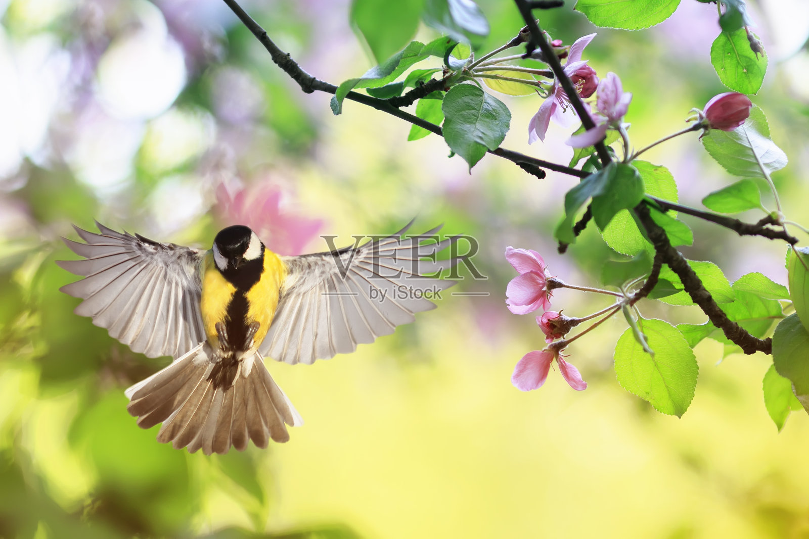 肖像鸟山雀飞广泛展开它的翅膀在花园周围的粉红色的苹果花在一个阳光明媚的五月天照片摄影图片