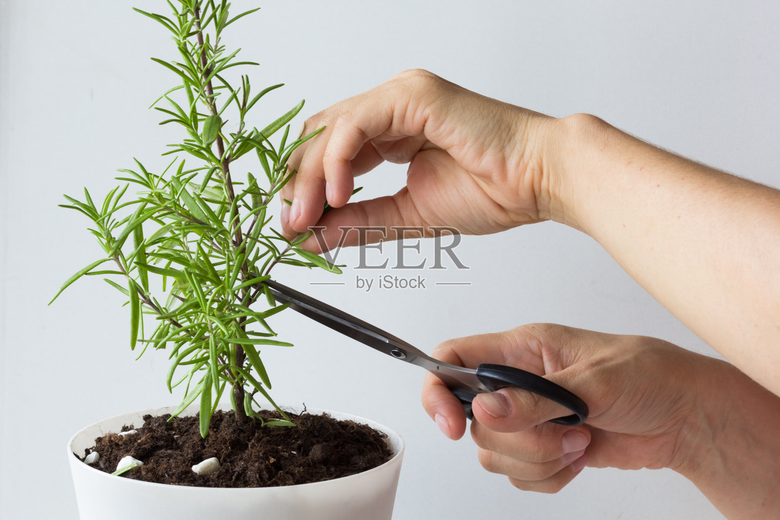 女人用剪刀从白色背景的花盆里剪下迷迭香树枝照片摄影图片
