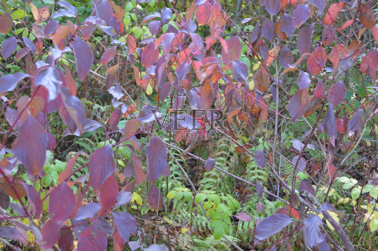 森林秋叶草纹理照片摄影图片