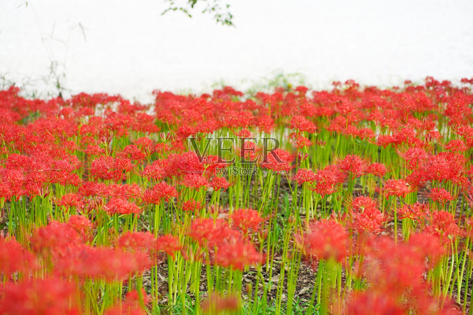 埼玉县金查田的红色簇金秋花照片摄影图片