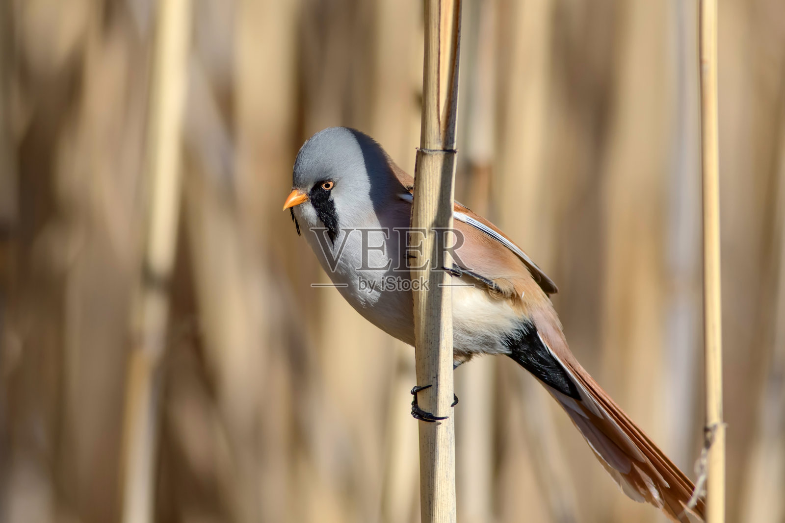可爱的小鸟。自然栖息地的背景。鸟:大胡子Reedling。照片摄影图片