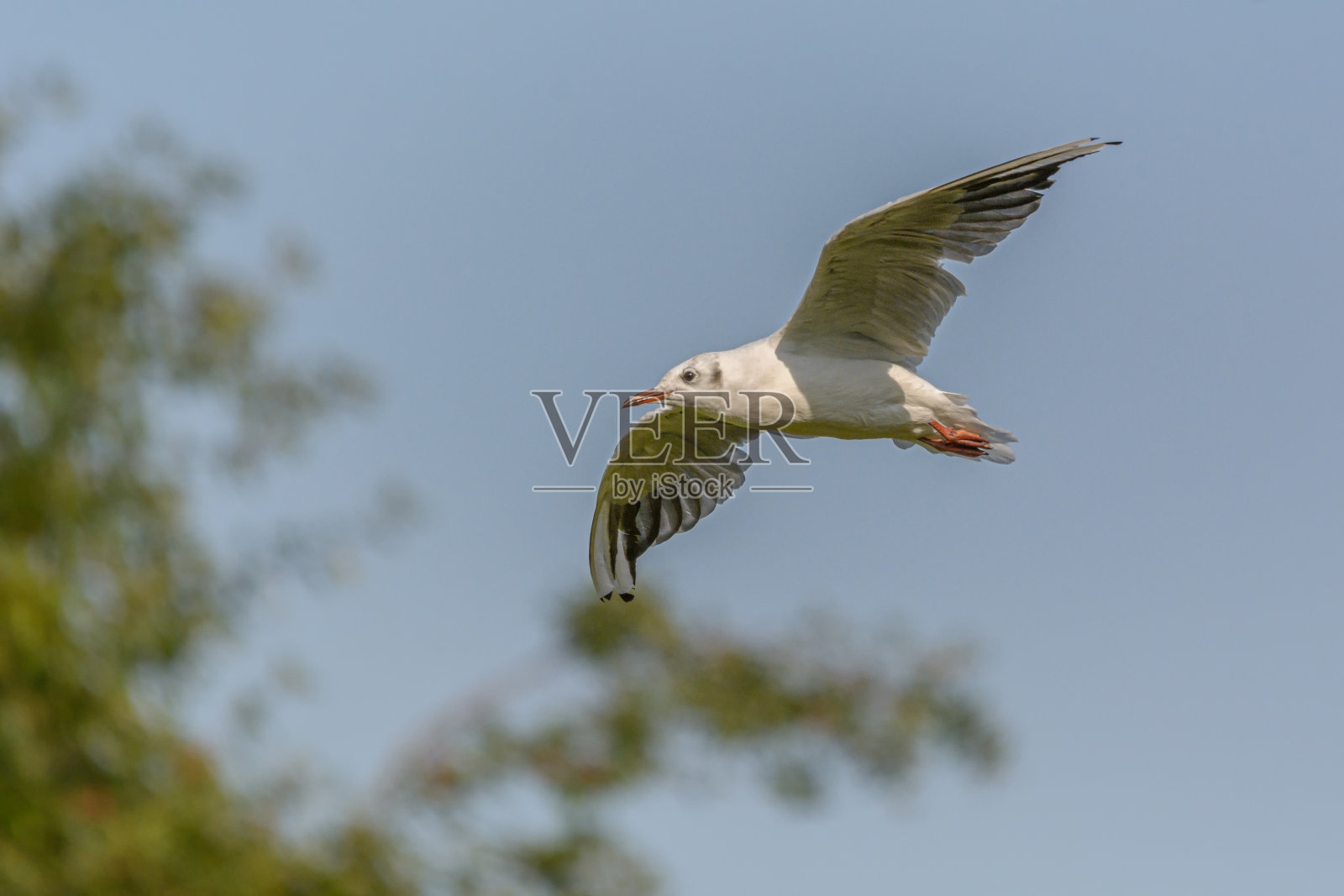 一个飞翔的海鸥照片摄影图片