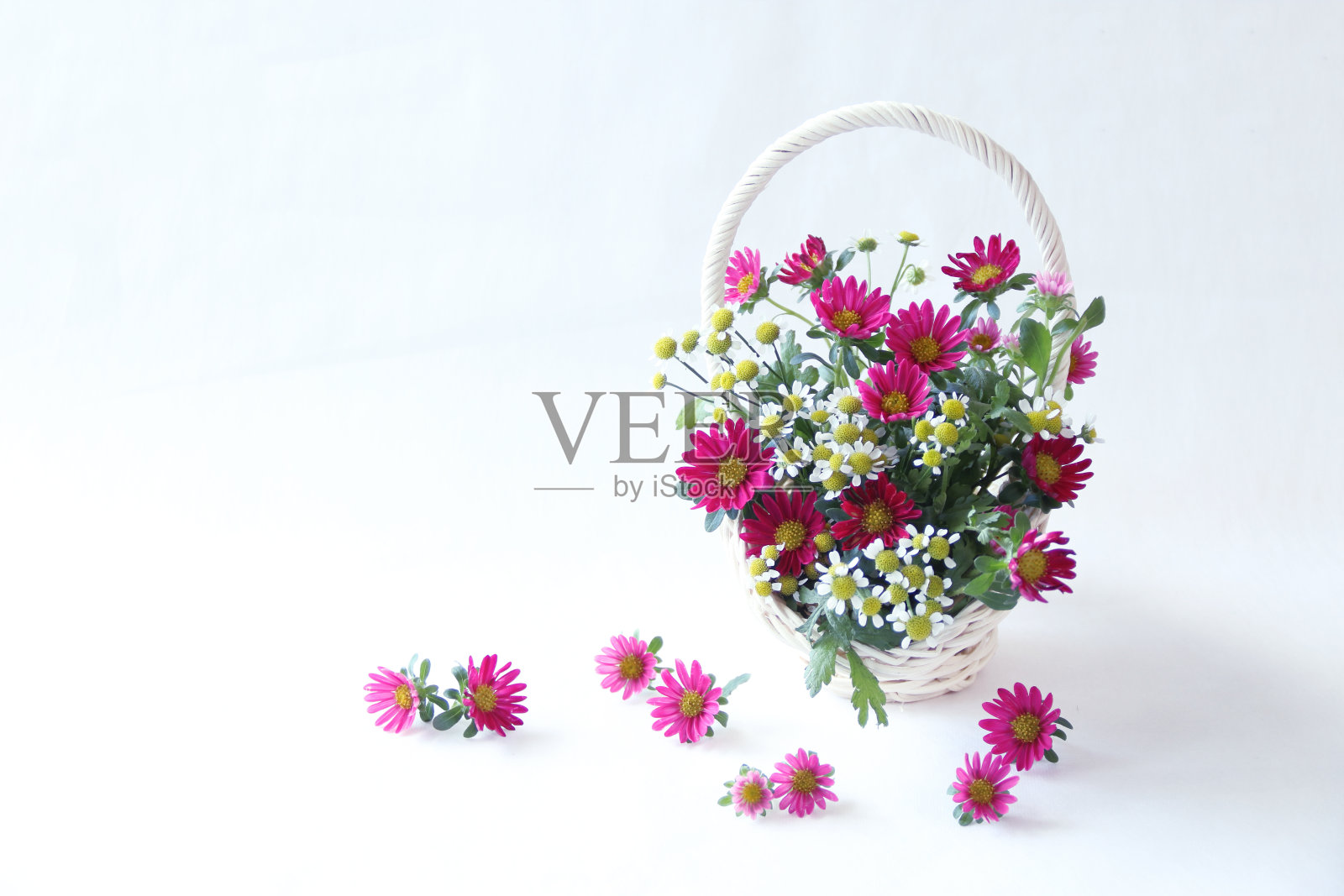 紫菀、小白菊照片摄影图片