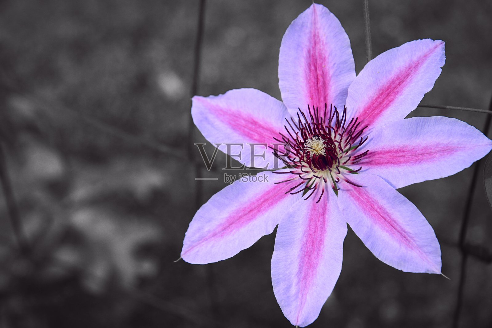 铁线莲照片摄影图片