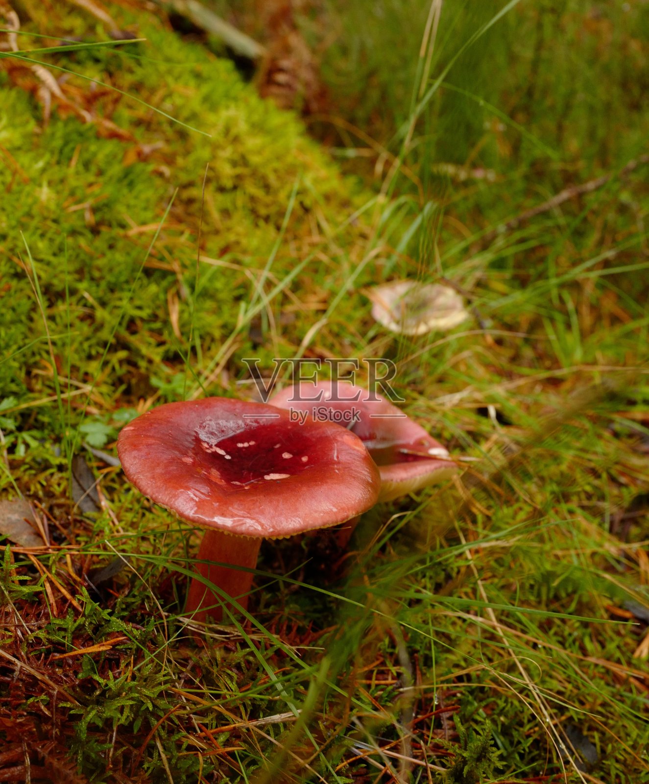 野蘑菇照片摄影图片