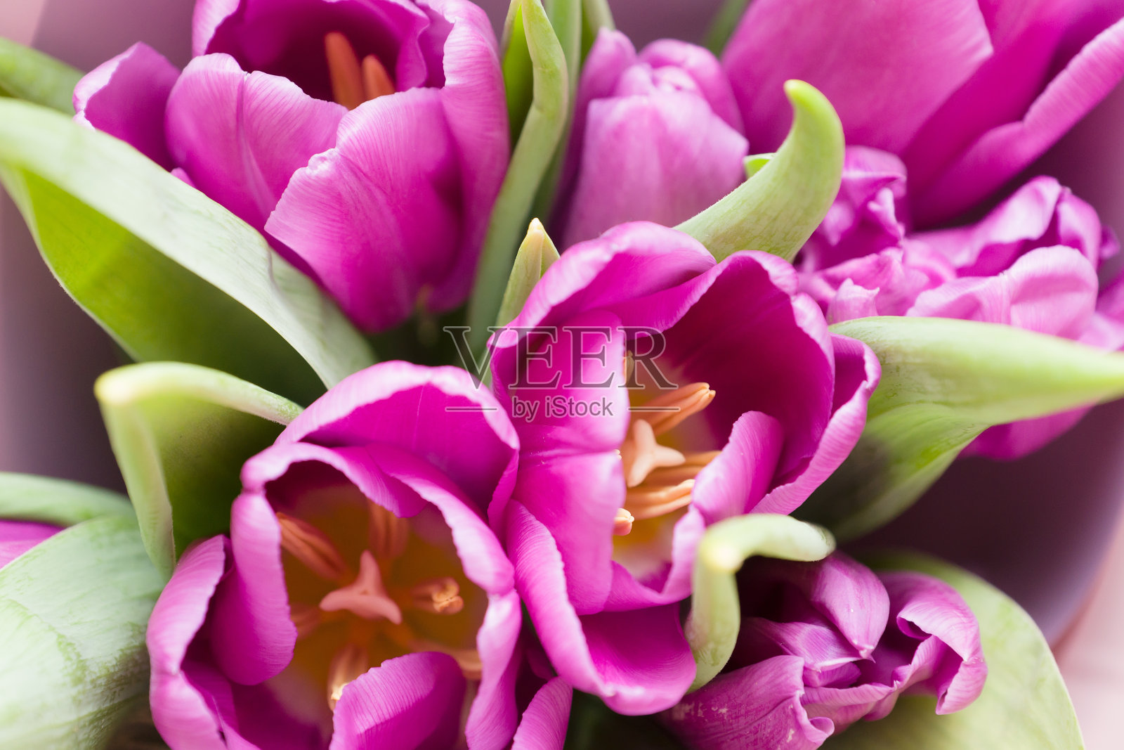 一束美丽的花园里的花照片摄影图片