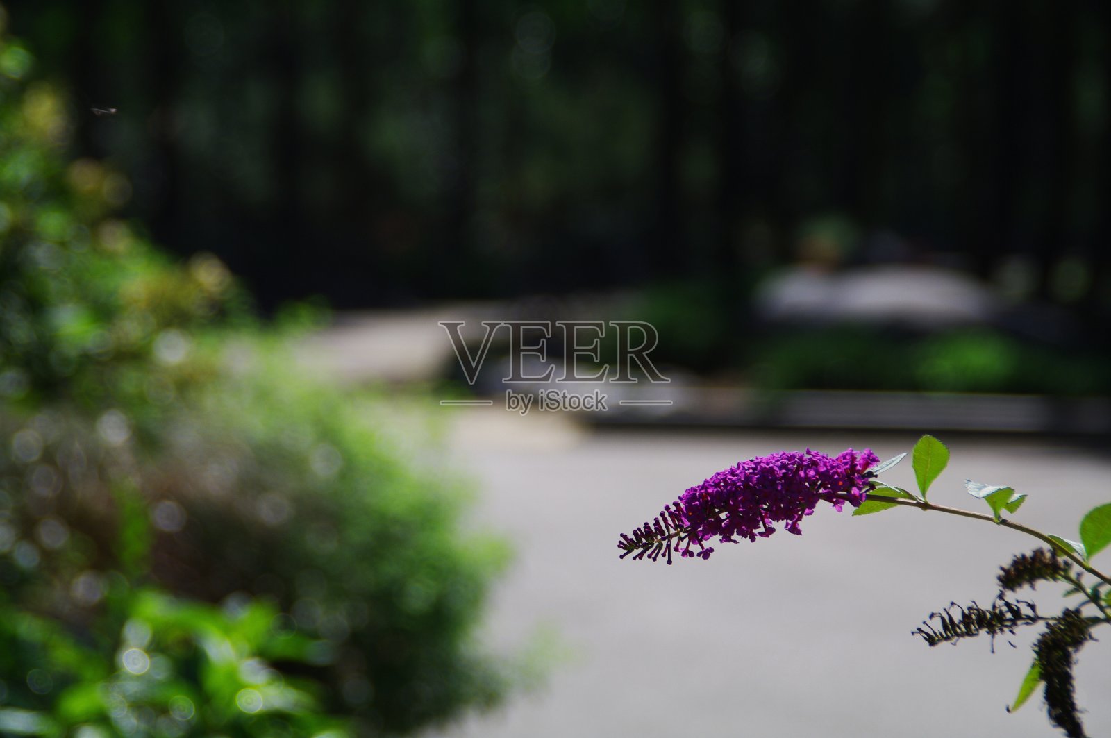 初秋的清晨照片摄影图片