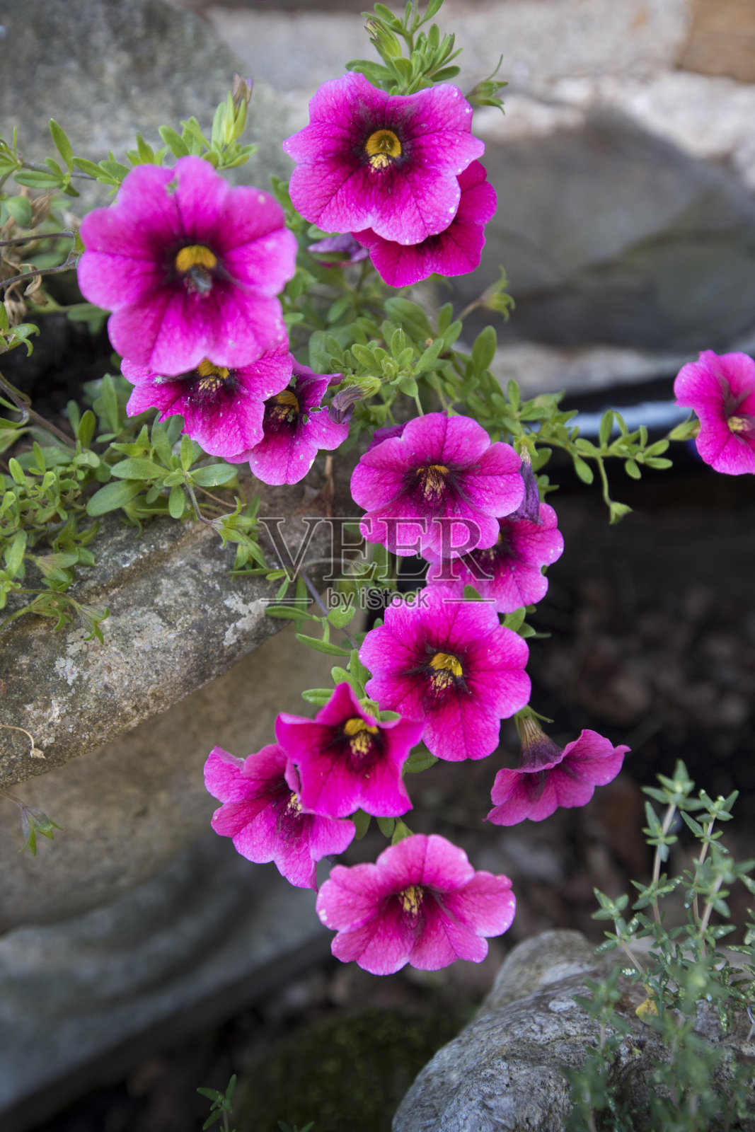 花园里的紫色矮牵牛花照片摄影图片