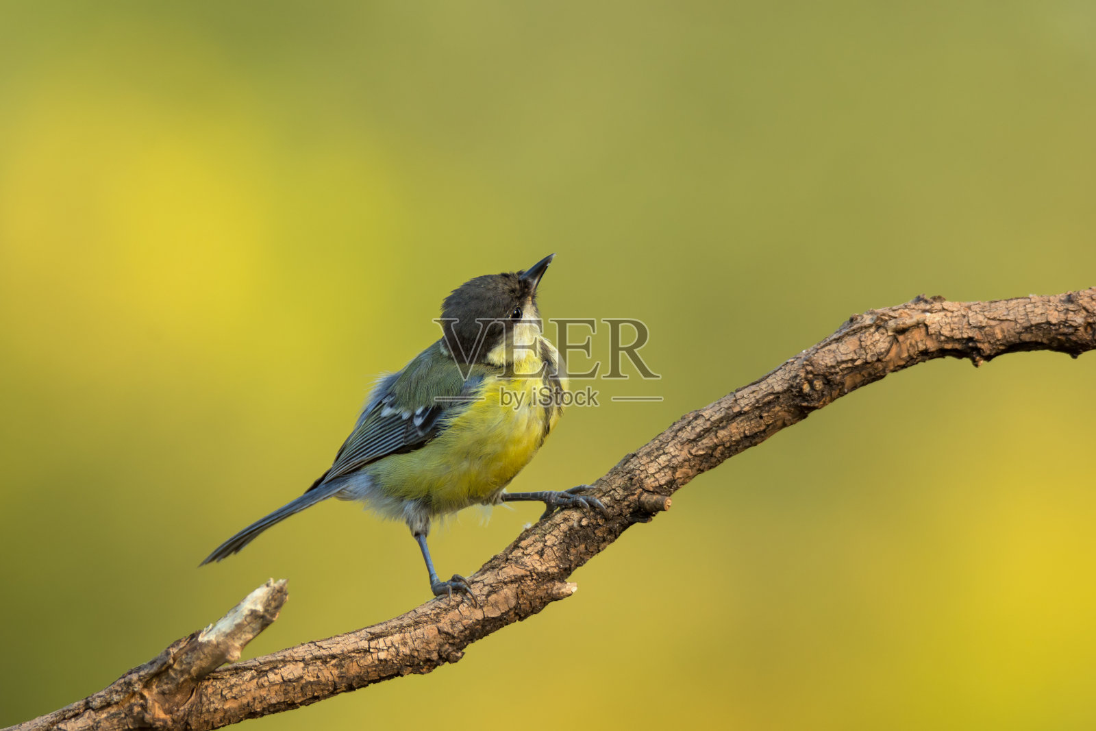 小鸟坐在树枝上的大山雀照片摄影图片