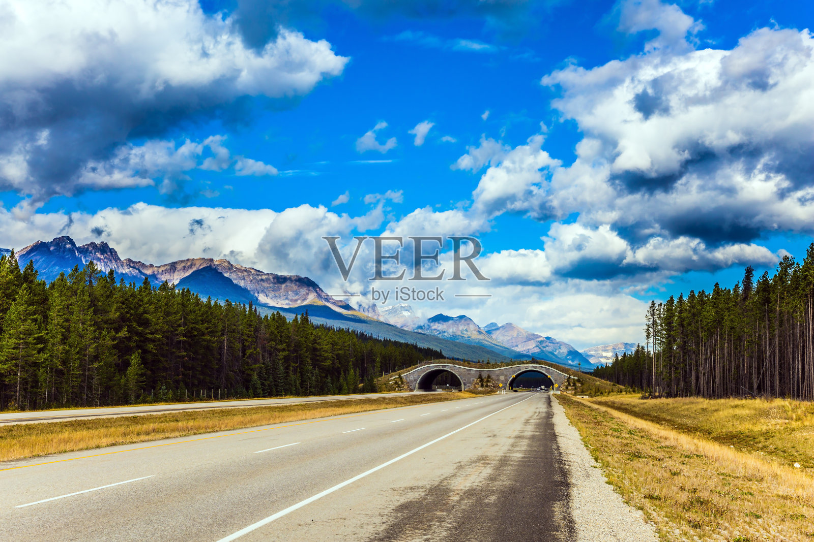 动物穿过马路的桥照片摄影图片