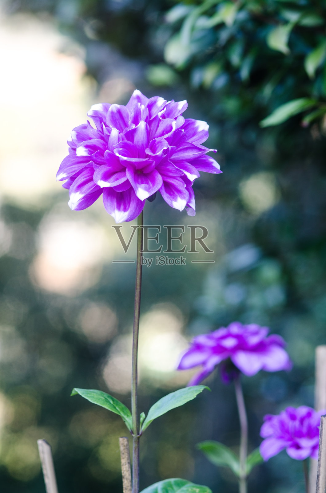 大丽花照片摄影图片