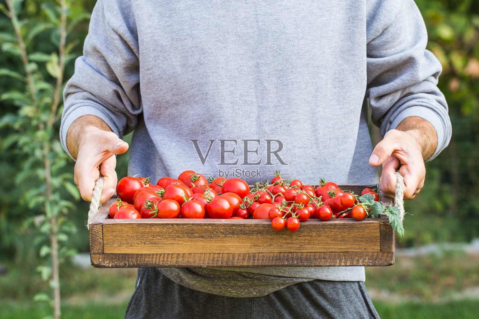 农民们正抱着新鲜的西红柿。健康的有机食品照片摄影图片