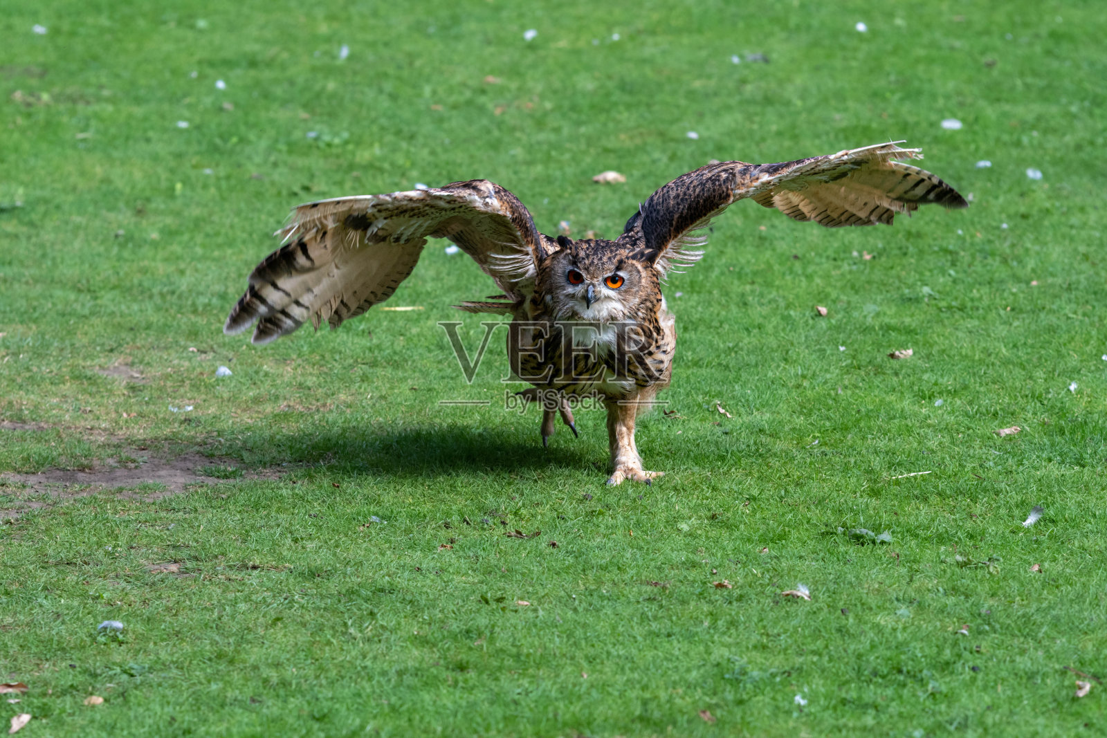 欧亚鹰鸮在地面上奔跑照片摄影图片