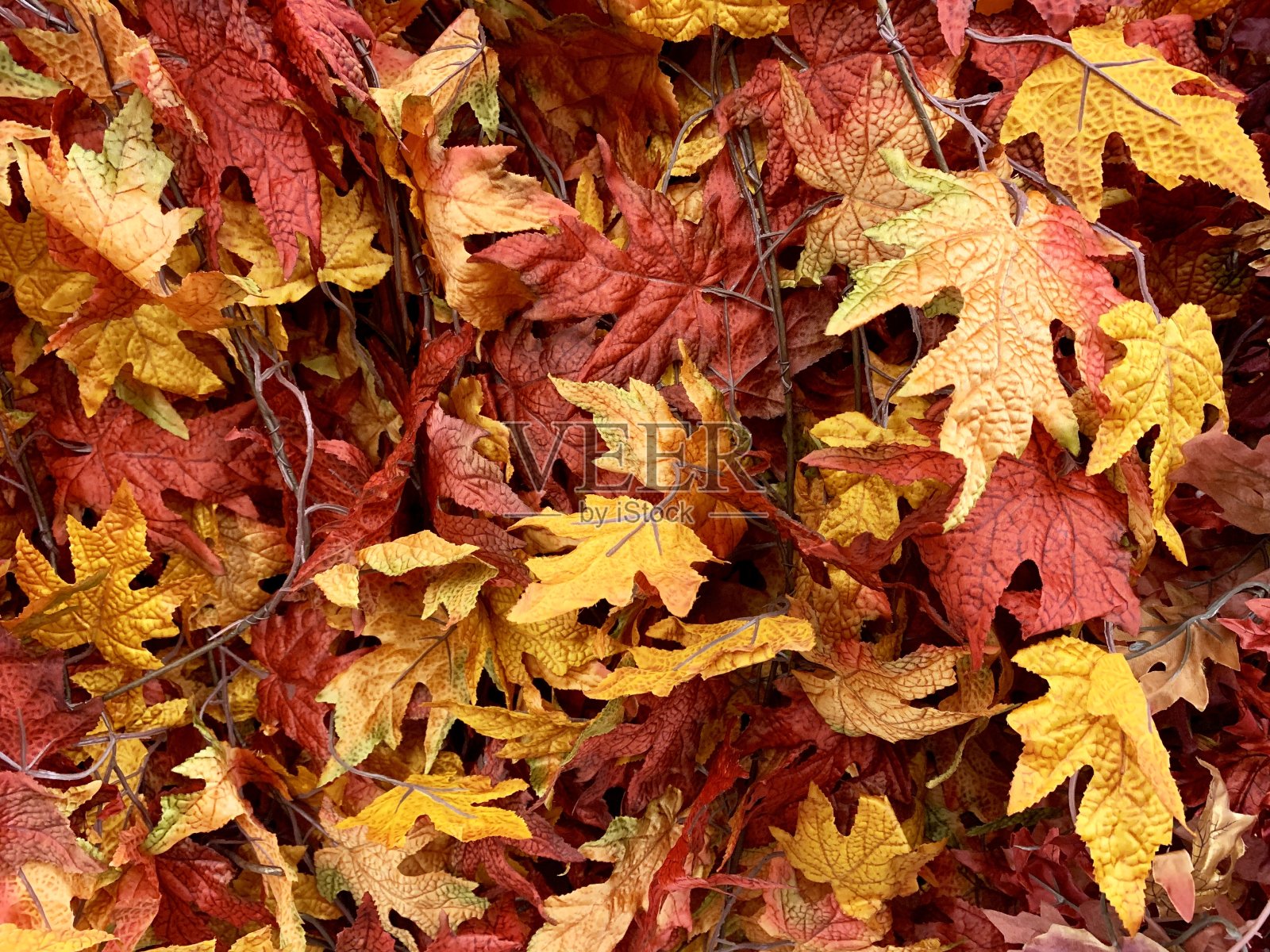 背景秋叶叶照片摄影图片