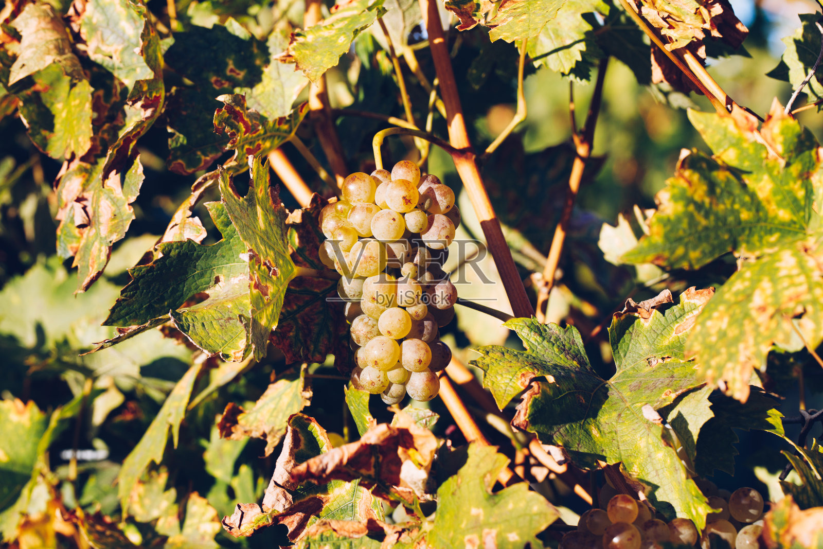 葡萄园里腌制过的葡萄照片摄影图片