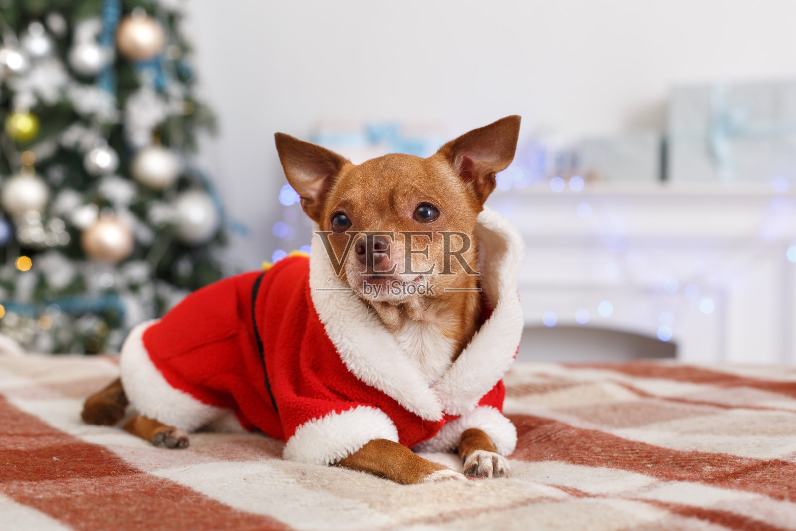 新年。装饰房间的狗在圣诞老人的服装躺在一边看好奇的特写照片摄影图片
