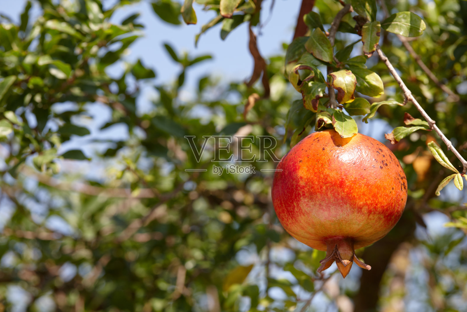 新鲜成熟的石榴果实挂在树上照片摄影图片